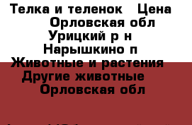 Телка и теленок › Цена ­ 55 - Орловская обл., Урицкий р-н, Нарышкино п. Животные и растения » Другие животные   . Орловская обл.